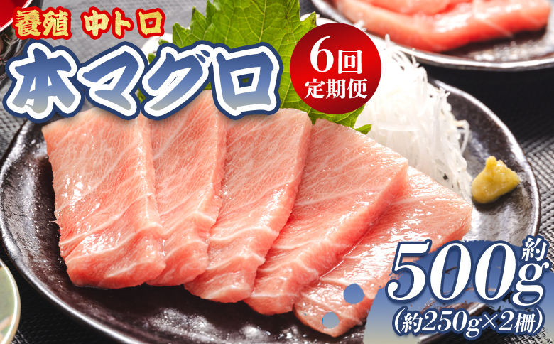 中トロ 定期便 6回 約250g 2冊 養殖 本マグロ 合計3kg Woo-0024 【6回定期便】 約250g×2柵