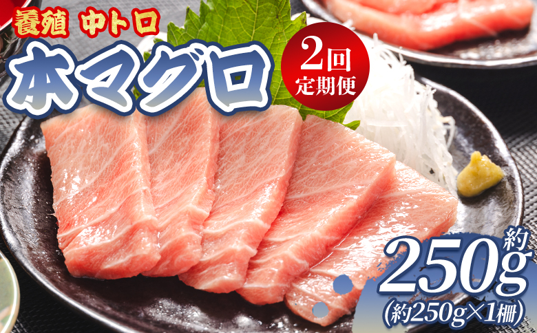 中トロ 定期便 2回 約250g 本マグロ Woo-0027 【2回定期便】 約250g×1柵