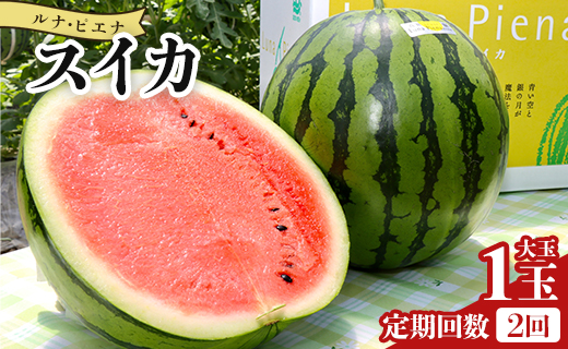 【２回定期便】ルナ・ピエナスイカ(大玉) 1玉 Wyu-0041
