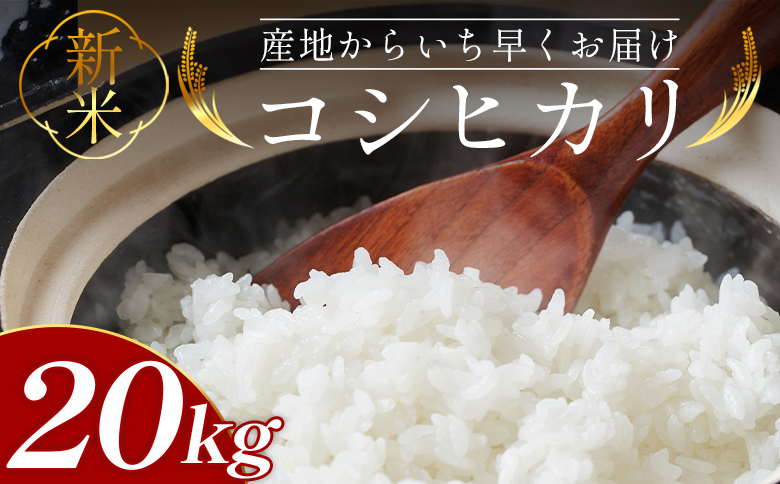 新米 令和8年産 コシヒカリ 20kg - お米 おこめ 国産 米 精米 こしひかり ごはん 白米 ご飯 おにぎり おむすび 料理 調理 防災 非常食 備蓄  高知県 香南市 at-0048 約20kg