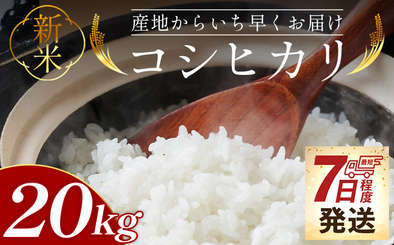 【7日程度で発送】新米 令和7年産 コシヒカリ 20kg - お米 おこめ 国産 米 精米 こしひかり ごはん 白米 ご飯 おにぎり おむすび 料理 調理 防災 非常食 備蓄 早い すぐ届く 早く届く スピード配送 スピード発送 高知県 香南市 at-0048 20kg