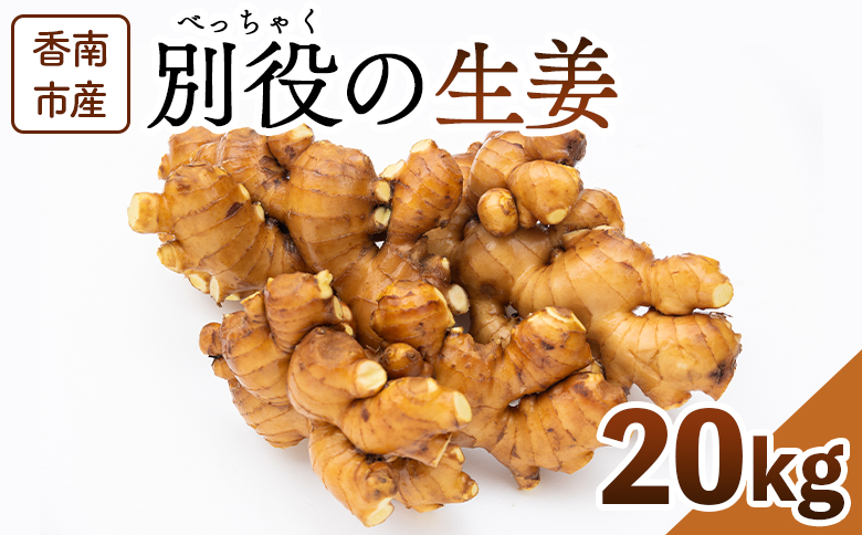 生姜 20kg 香南市産 別役の生姜 bc-0024