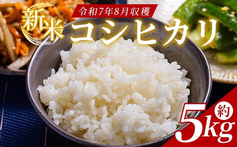 新米 令和7年産 コシヒカリ 約5kg - 国産 高知県産 精米 白米 db-0039