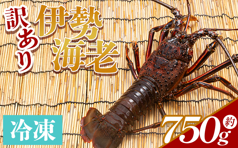 伊勢海老 計750g(1～3匹) 冷凍 - 訳あり 国産 エビ えび 海鮮 魚介 産地直送 プリプリ 味噌汁 刺身 焼き物 汁物 えび蔵 高知県 香南市 冷凍 10000円以上 1万円以上 eb-0025
