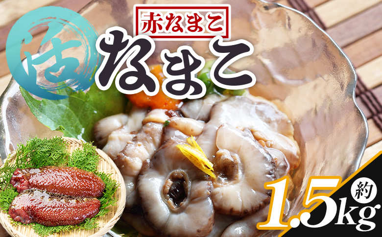 活ナマコ 1.5kg 赤ナマコ - 国産 産地直送 赤なまこ なまこ ナマコ 海鼠 海産物 海鮮 魚介類 刺身 刺し身 炒め物 塩辛 このわた えび蔵 高知県 香南市 冷蔵 eb-0040