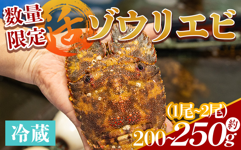 【数量限定】活 ゾウリエビ 約200～250g(1尾～2尾) - 海老 国産 エビ えび 海鮮 魚介 産地直送 プリプリ 味噌汁 刺身 焼き物 汁物 えび蔵 高知県 香南市 冷蔵 10000円以上 1万円以上 eb-0053