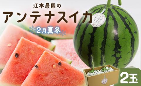 【期間限定】江本農園の2月真冬アンテナスイカ2玉 - 数量限定 果物 くだもの フルーツ すいか 西瓜 のし 熨斗 甘い あまい デザート 美味しい おいしい おやつ 瑞々しい 香南市 em-0021