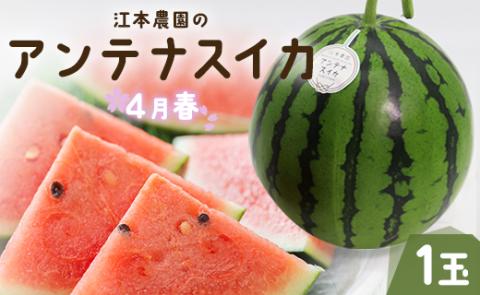 【期間限定】江本農園の4月春アンテナスイカ1玉 - すいか 贈り物フルーツ 果物大好き 食後 デザート おやつ em-0022