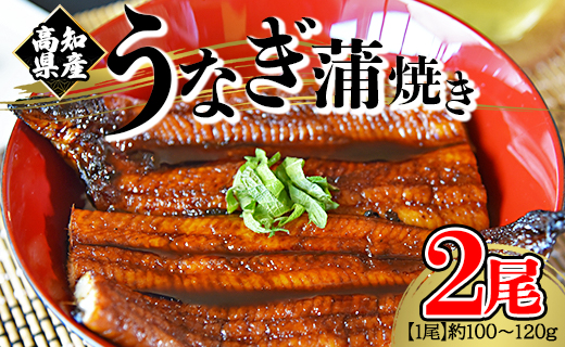 うなぎ蒲焼き 国産 鰻 2尾 100～120g 高知県産養殖うなぎ蒲焼き セット 1万円以上 10000円以上 fb-0142 2尾 100～120g