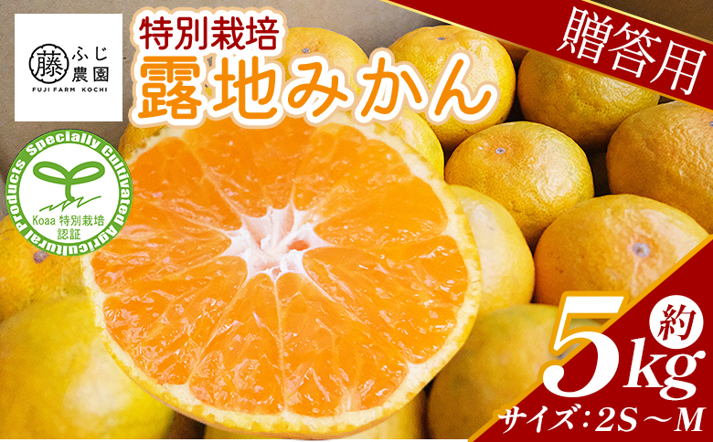【2026年10月以降順次配送分】ふじ農園の露地みかん 贈答用 5kg (2S～M) - みかん 温州みかん 国産 蜜柑 ミカン 柑橘 果物 フルーツ 贈答 プレゼント ギフト 贈り物 ふじ農園 高知県 香南市 常温 fn-0010 贈答用 5kg (2S?M)
