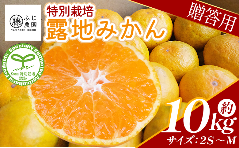 【2026年10月以降順次配送分】ふじ農園の露地みかん 贈答用 10kg (2S～M) - 国産 蜜柑 ミカン 柑橘 果物 フルーツ 贈答 プレゼント ギフト 贈り物 ふじ農園 高知県 香南市 常温 fn-0011 贈答用 10kg (2S?M)