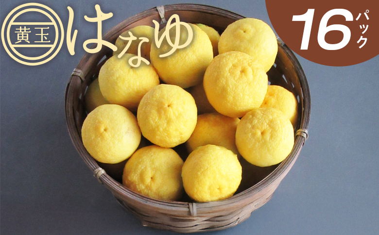 【2026年11月以降順次配送】虎弥太郎 はなゆ黄玉 16パック hy-0004