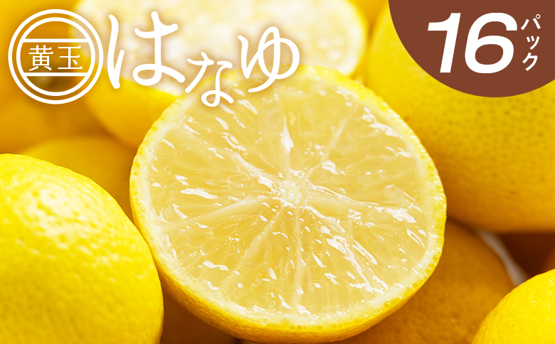 【2026年11月以降順次配送】虎弥太郎 はなゆ黄玉 16パック hy-0004