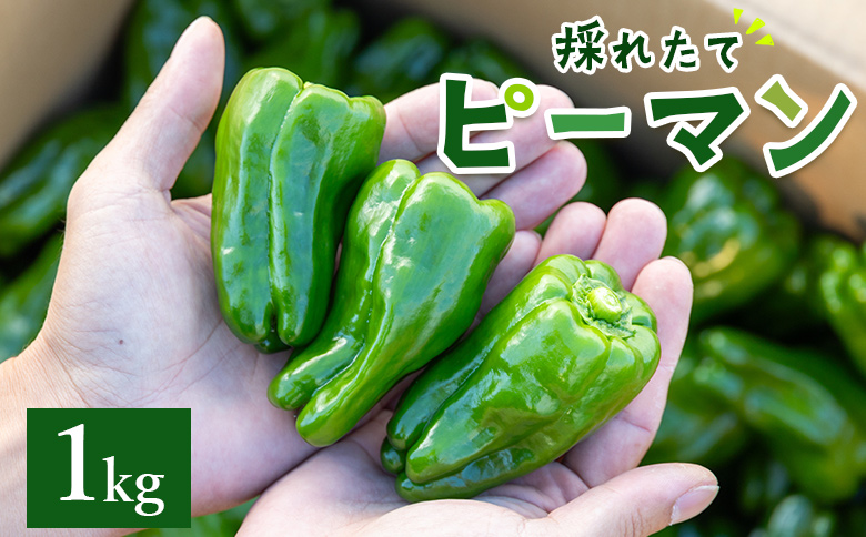 【先行受付】高知県香南市産採れたてピーマン1kg - 野菜 やさい 新鮮 国産 肉厚 炒め物 肉詰め 料理 高知県 香南市 冷蔵 im-0001