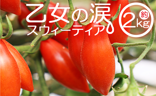 乙女の涙 スウィーティア ミニトマト 2kg - ミニトマト プチトマト フルーツトマト ギフト のし対応 高糖度 お歳暮 御歳暮 贈答用 贈り物 クリスマス 年末年始 is-0017