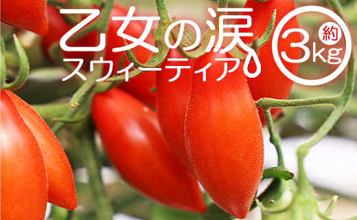 乙女の涙 スウィーティア ミニトマト 3kg - ミニトマト プチトマト フルーツトマト ギフト のし対応 高糖度 お歳暮 御歳暮 贈答用 贈り物 クリスマス 年末年始 is-0018