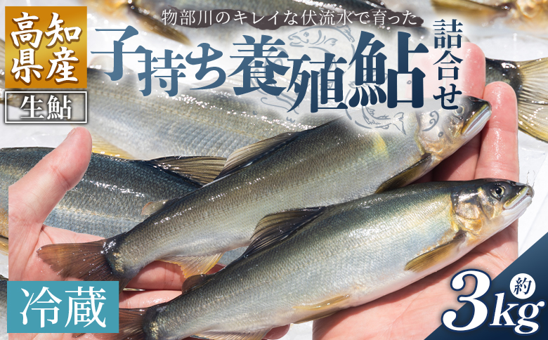 高知県産 生子持ち鮎 3kg 物部川のキレイな伏流水で育った 養殖鮎 詰合せ カネミツ養鮎 kt-0006