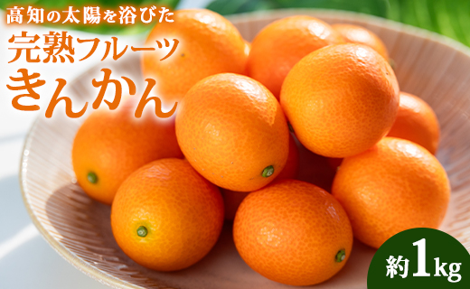 【数量限定】高知の太陽を浴びた 完熟フルーツきんかん 約1kg - 果物 くだもの キンカン 金柑 あまい おいしい 柑橘 送料無料 期間限定 季節もの 高知県 香南市 ku-0032