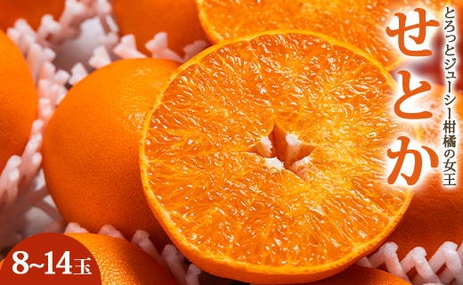 【2026年先行予約】とろっとジューシー柑橘の女王 せとか 8～14玉 ku-0041