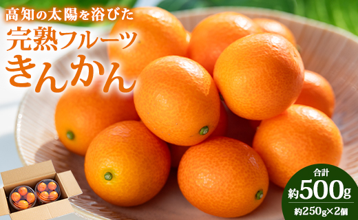 【平均糖度18度】きんかん 金柑 合計500g（250g×2パック） 高知の太陽を浴びた完熟フルーツきんかん 先行受付- 果物 フルーツ 金柑 柑橘 期間限定 数量限定 ku-0048