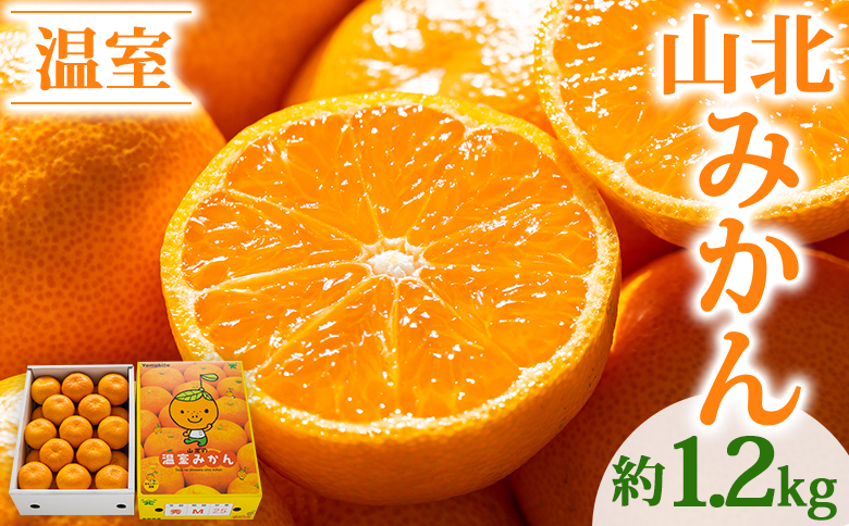 【2026年発送分】山北温室みかん1.2kg 秀品 果物 柑橘 ミカン 蜜柑 フルーツ ku-0050 約1.2kg