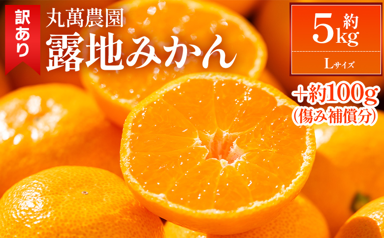【2026年出荷分】露地みかん(Lサイズ) 5kg 家庭用 丸萬農園 mn-0015