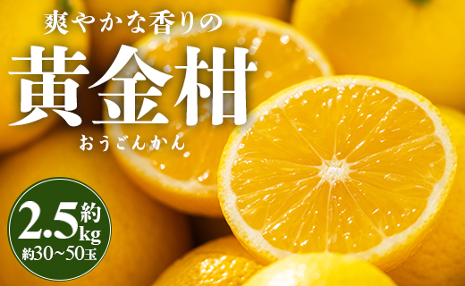 間城農園 爽やかな香りの黄金柑(おうごんかん)2.5kg - フルーツ 果物 柑橘 ms-0044