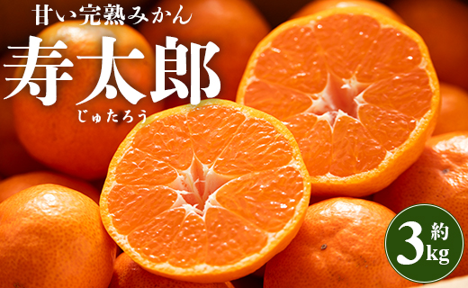 間城農園 甘い完熟みかん 寿太郎（じゅたろう）約3kg - 送料無料 フルーツ 果物 くだもの 甘い おいしい 期間限定 数量限定 柑橘 ミカン 蜜柑 送料無料 高知県 香南市 ms-0046