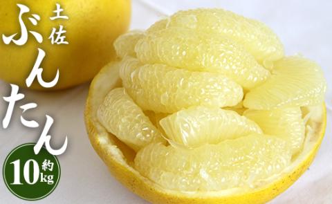 土佐文旦 約10kg (2L～4Lサイズ) 約10kg