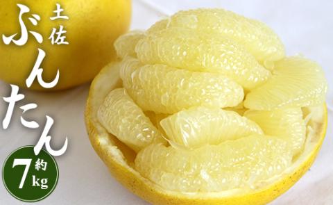 【先行予約】土佐文旦 約7kg (2L～4Lサイズ) - 期間 数量限定 果物 くだもの フルーツ 柑橘類 果実 ぶんたん ブンタン 美味しい フレッシュ ジューシー 果汁 間城農園 7キロ ザボン ボンタン お取り寄せ とりよせ 特産品 贈答 高知県 香南市 常温 ms-0067 約7kg