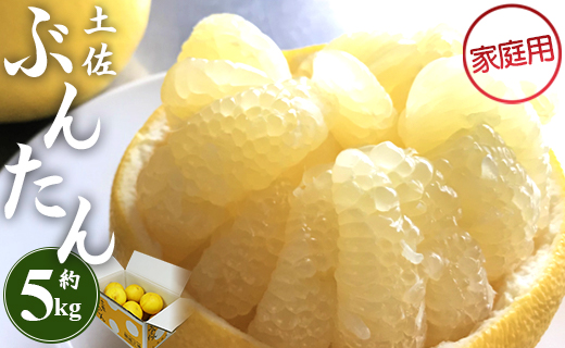 土佐文旦 5kg 家庭用 (2L～4Lサイズ) 先行予約 期間限定 間城農園 - 柑橘類 果物 くだもの フルーツ ぶんたん ブンタン 送料無料 高知県 香南市 ms-0079 家庭用 約5kg