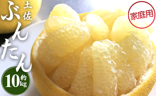 訳あり 土佐文旦 約10kg (家庭用)(2L～4Lサイズ) - 高知産 柑橘 フルーツ 文旦 ぶんたん ブンタン ザボン 果物 ms-0080 家庭用 約10kg