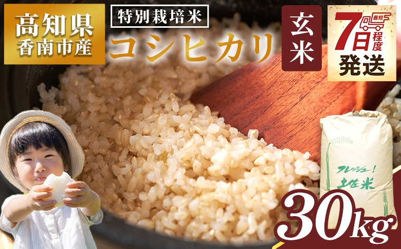 【7日程度で発送】特別栽培米 コシヒカリ 玄米 30kg - 国産 米 お米 おこめ こしひかり 玄米 ごはん おにぎり おむすび ご飯 最短配送 スピード発送 早い 早く届く 農業公社 高知県 香南市 常温 nu-0009 1回配送 玄米 約30kg