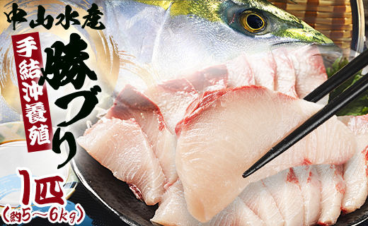中山水産 手結沖養殖「勝ブリ」 1匹(5kg～6kg) ny-0010