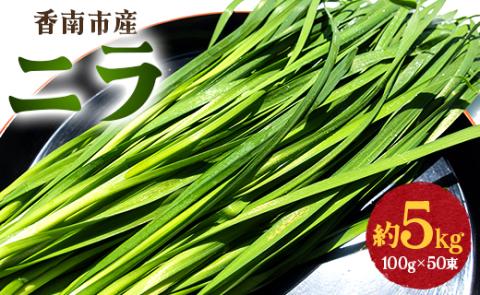香南市産 ニラ 約5kg（100g×50束）- にら 韮 香味野菜 やさい 葉物 新鮮 生 料理 もつ鍋 餃子 饅頭 キムチ チヂミ 炒め物 おひたし 直送 国産 肉厚 高知県 on-0014