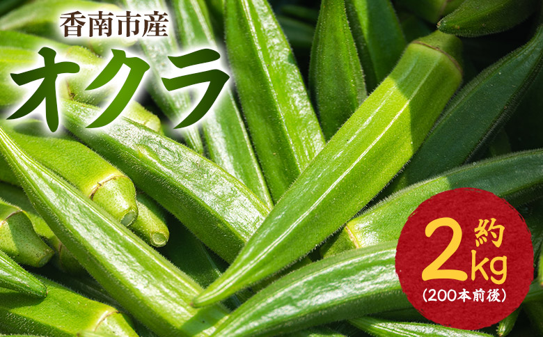 【2026年発送分】オクラ 2kg(200本前後) - おくら 野菜 やさい 新鮮 朝どれ 朝採れ 朝収穫 季節 旬 露地栽培 国産 香南市産 おきゃんぴー農園 高知県 香南市 冷蔵 on-0034 約2kg（200本前後）