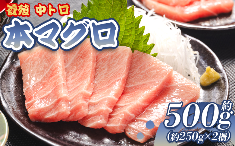 本まぐろ 養殖 中トロ 約500g（250g×2冊）- 鮪 まぐろ 寿司 刺身 海鮮 海産物 魚介 海の幸 スピード発送 高知県 香南市 oo-0019 【通常配送】 約250g×2柵