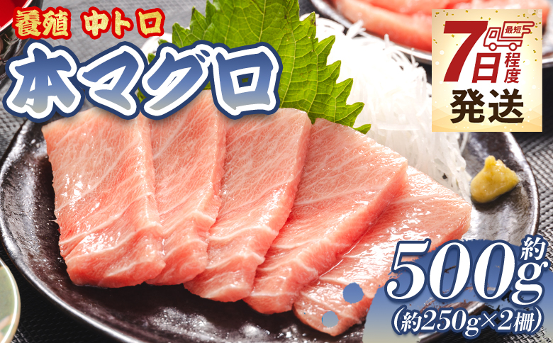 【7日程度で発送】本まぐろ 養殖 中トロ 約500g（250g×2冊）- 鮪 まぐろ 寿司 刺身 海鮮 海産物 魚介 海の幸 スピード発送 高知県 香南市 oo-0019 【通常配送】 約250g×2柵