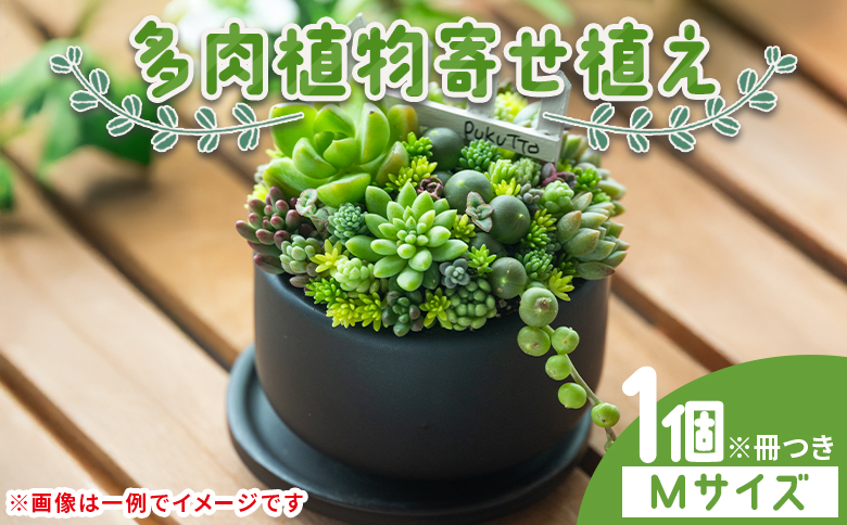 多肉植物の寄せ植え Mサイズ - 鉢植え インテリア ガーデニング おしゃれ グリーン プレゼント 観葉植物 多肉 植物 寄せ植え かわいい お楽しみ 自然 PUKUTTO 高知県 香南市 pk-0005