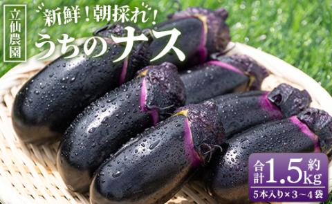 立仙農園 うちのナス 合計1.5kg - なす 茄子 なすび ナスビ 生鮮 野菜 やさい 朝採れ 新鮮 rs-0001 約1.5kg（5本入り×3～4袋）