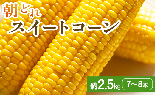 【先行受付】朝どれ とうもろこし 2.5kg以上(7～8本)
