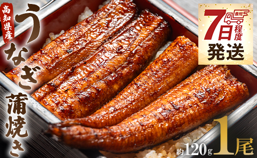 【7日程度で発送】うなぎ蒲焼き 1尾(約120g)(無頭) うなぎ屋きた本  鰻 ウナギ スタミナ 晩ご飯 おつまみ 丼ぶり 魚 ギフト お取り寄せグルメ プレゼント 海の幸 ギフト うなぎ屋きた本 高知県 香南市 冷凍 un-0013