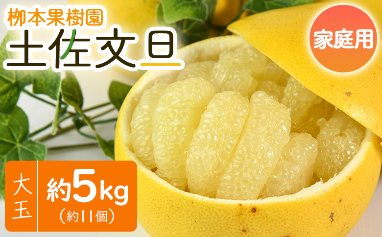 土佐文旦 家庭用 5kg 約11玉 高知 先行予約 大小混合 栁本果樹園の文旦 yg-0009