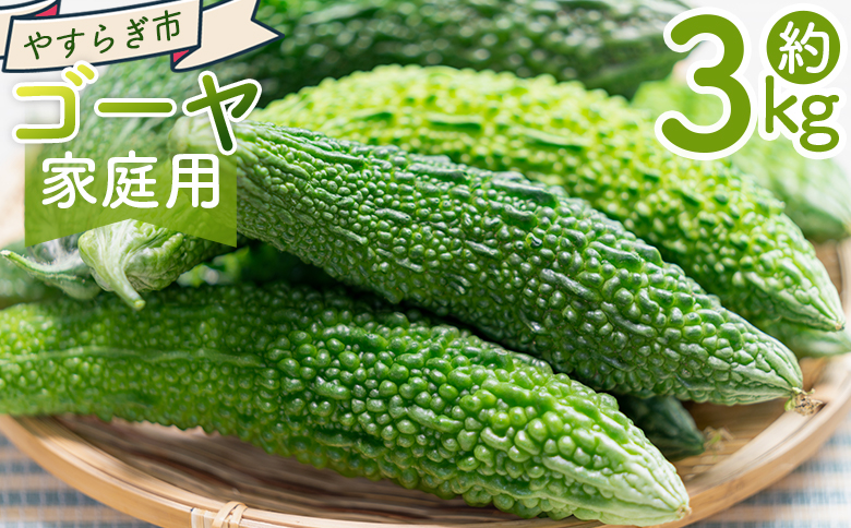 【2025年10月以降順次発送】ゴーヤ ３ｋｇ 家庭用 yr-0075