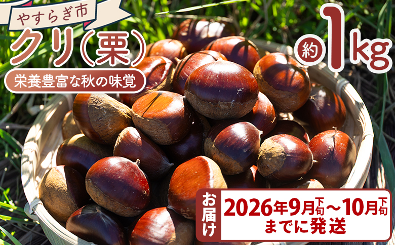 栄養豊富な秋の味覚 クリ（栗） 1袋（1kg） yr-0102