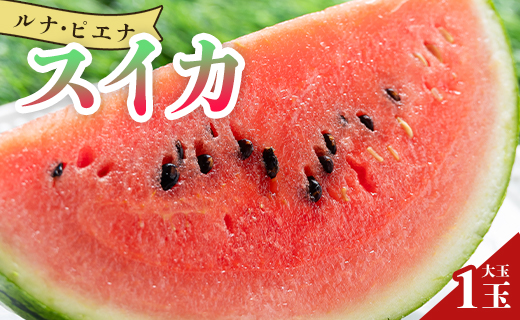 空中立体栽培で太陽の愛情をたっぷり受けた ルナ・ピエナスイカ(大玉) - スイカ 高知県産 ルナピエナ ギフト 贈り物 のし フルーツ大好き 西瓜 果物 夏の果物「2026年5月下旬より順次配送」 yu-0044 1玉 大玉