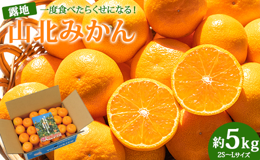 [令和6年10月下旬〜12月中旬予定]山北みかん 約5kg / みかん ミカン 蜜柑 常温みかん 山北みかん 果物 フルーツ 常温 / 香南市 / 高知県農業協同組合香美地区山北果樹集出荷場 ku-0024