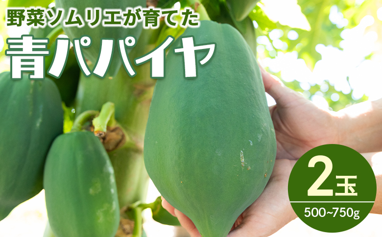 野菜ソムリエが育てた青パパイヤ 2玉 mj-0017