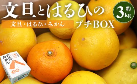 [先行予約]文旦とはるひのプチBOX 合計約3kg - フルーツ 果物 くだもの ぶんたん ブンタン ぼんたん ザボン 柑橘 蜜柑 ミカン お試し 数量限定 期間限定 季節限定 送料無料 間城農園 高知県 香南市 常温 ms-0036