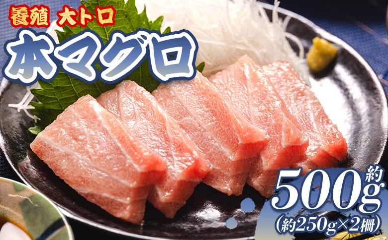 本マグロ 養殖大トロ 約500g 2冊